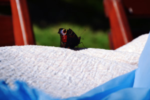 motyl