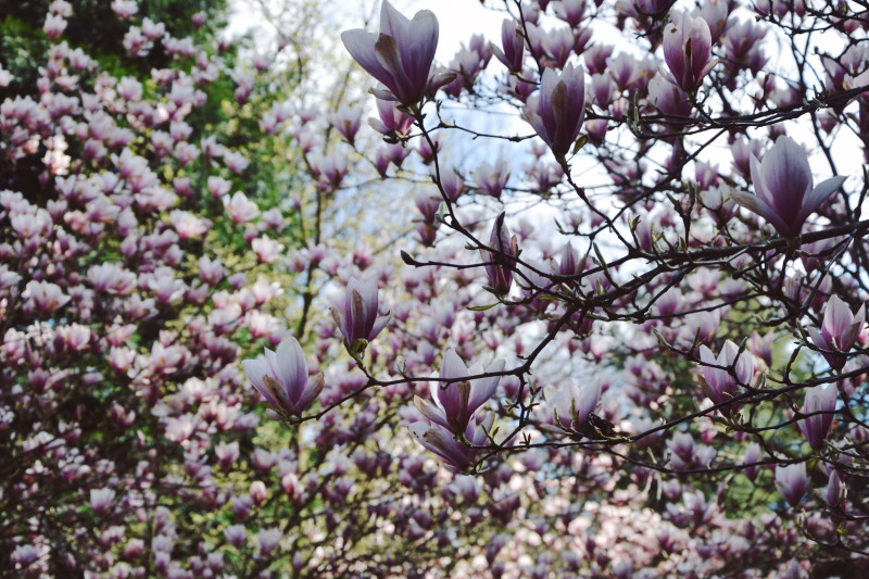 magnolie ogród botaniczny w Powsinie