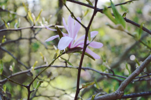 magnolie ogród botaniczny w Powsinie