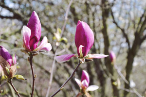 magnolie ogród botaniczny w Powsinie
